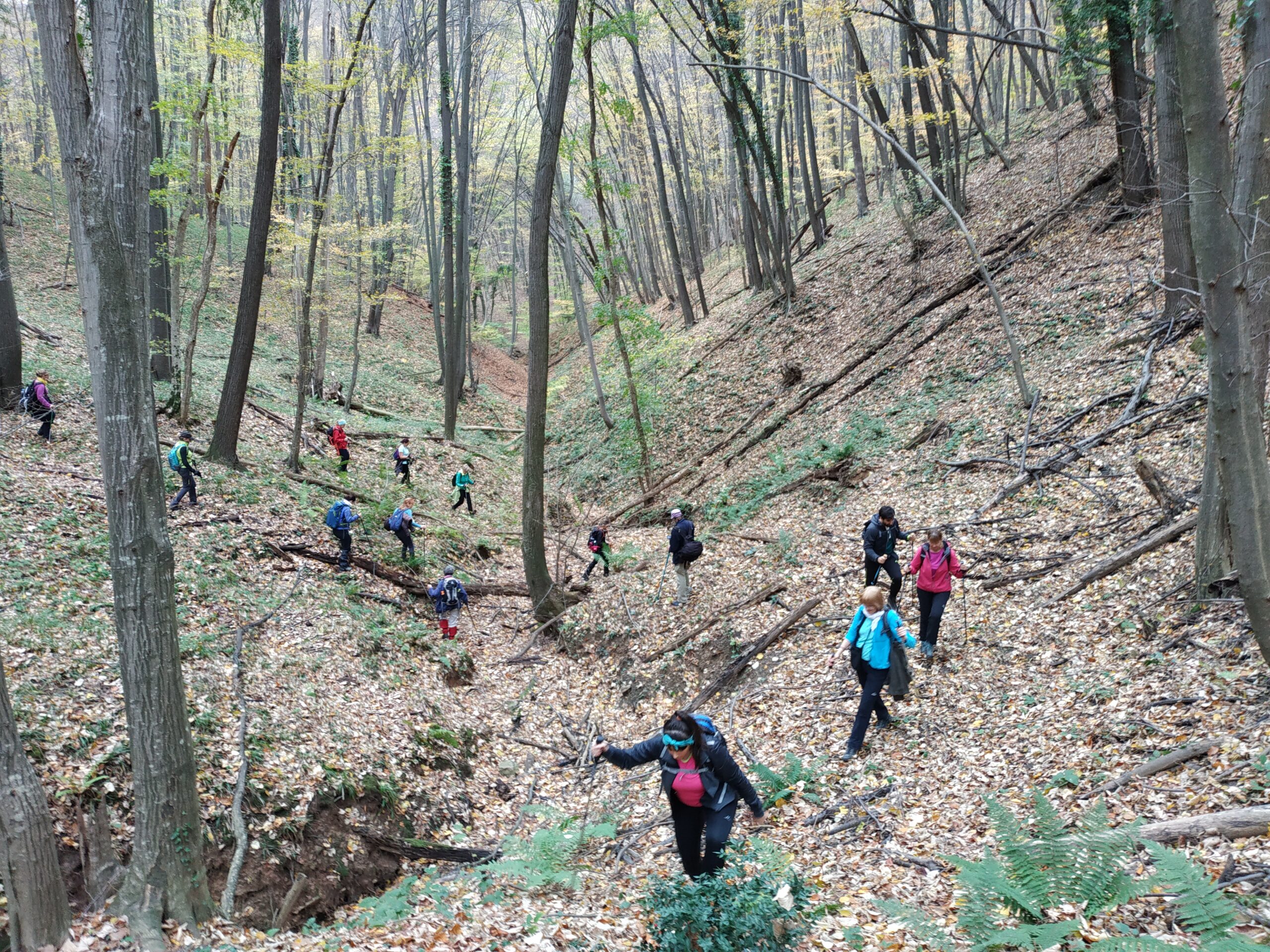 Fruška gora Beočin selo (6.1.2024)